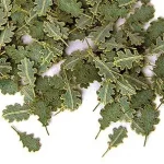 Plus Model Oak Green Leaves (tölgy) Vedd meg online