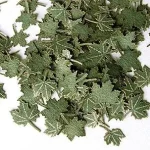 Plus Model Maple Green Leaves (juhar) Azonnal elérhető