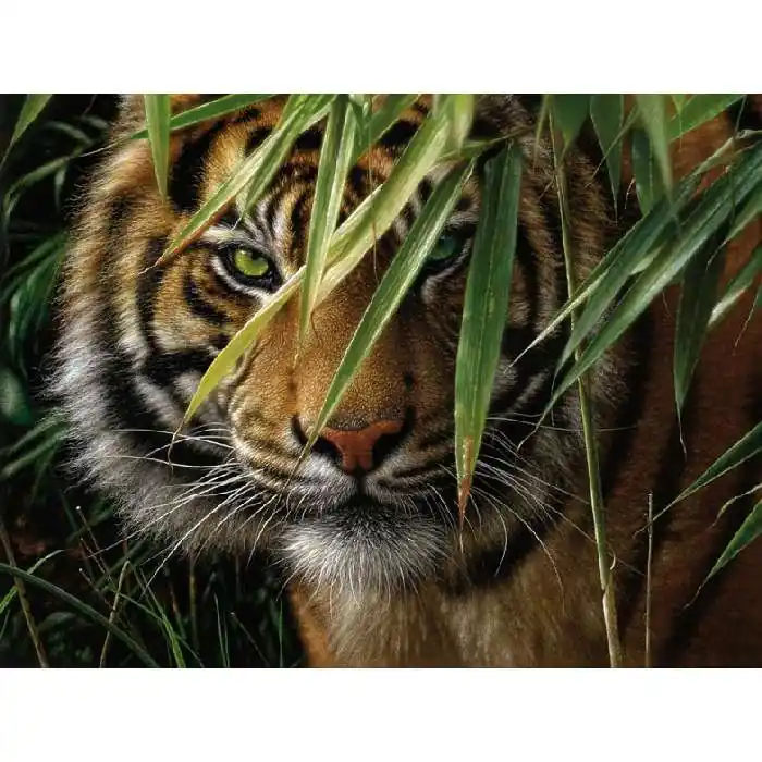 Alacsony ár Mammut Tigris, Haladó festés számok után