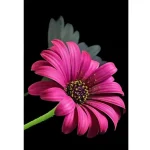 Azonnal elérhető Gyémántszemes kirakó Gerbera gyémántfestő szett 10×15 cm